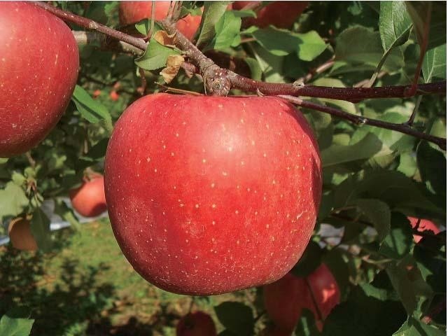 CO・OP 国産果実ふじりんごストレートジュース 1箱(125ml×12本入