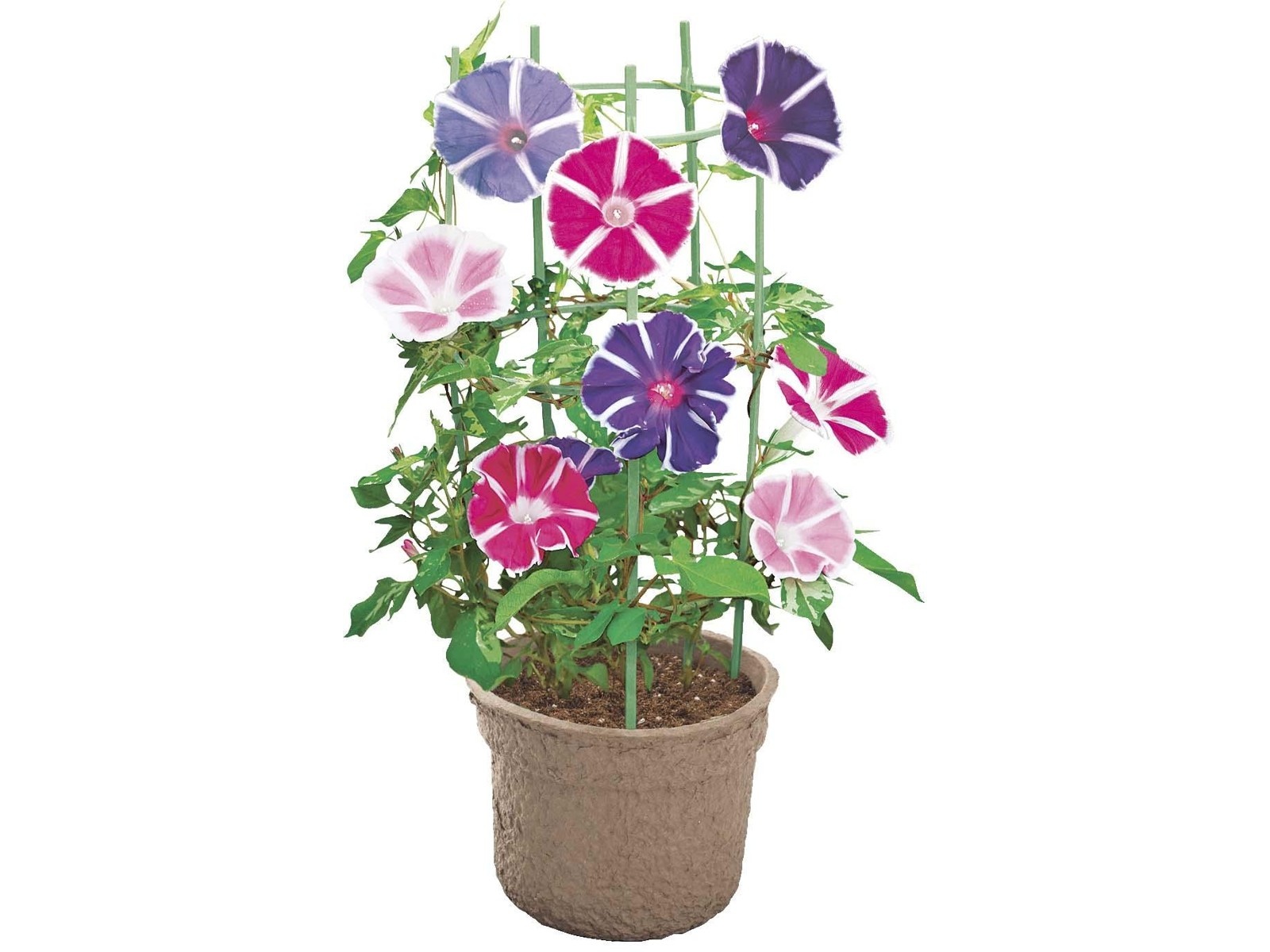 栽培ネット 19箱まとめ売り 農家 農業 ガーデニング 朝顔 ゴーヤ 果物 園芸 栽培ネット 19箱まとめ売り 農家 農業 ガーデニング 朝顔 ゴーヤ