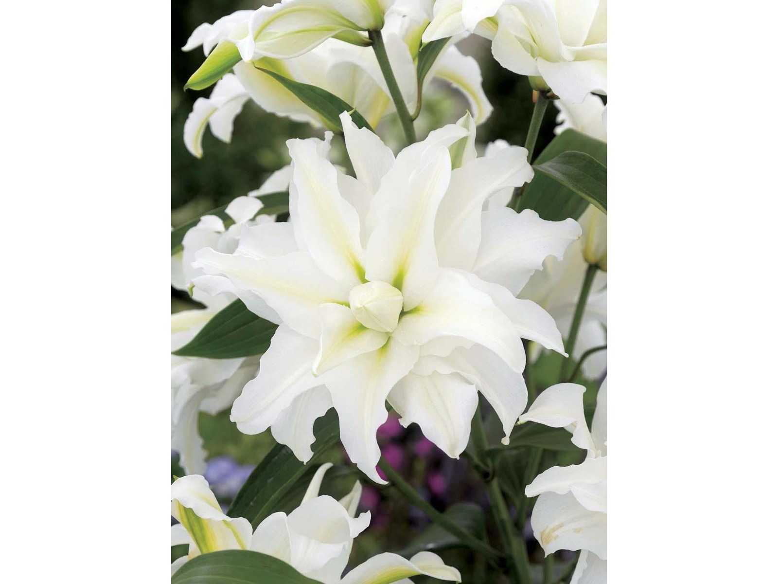 アタリヤ農園 八重咲きカサブランカ 1球| コープこうべネット