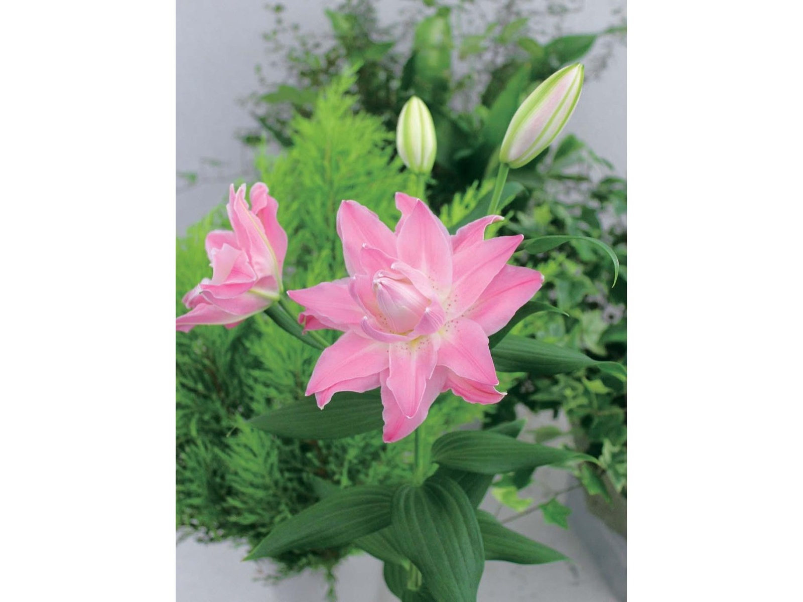 アタリヤ農園 八重咲き ピンクカサブランカ 1球| コープこうべネット