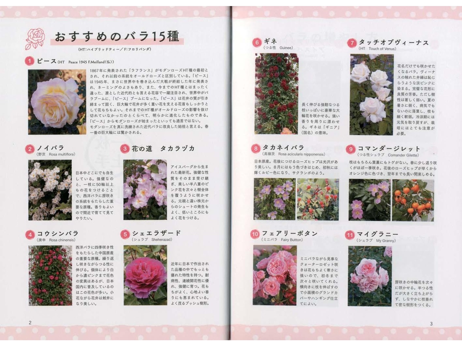 月刊写真集。8冊【バラ・組み合わせ可】 PHP研究所 美しさに差が出る！「一枚上手」のバラの咲かせ方 1冊