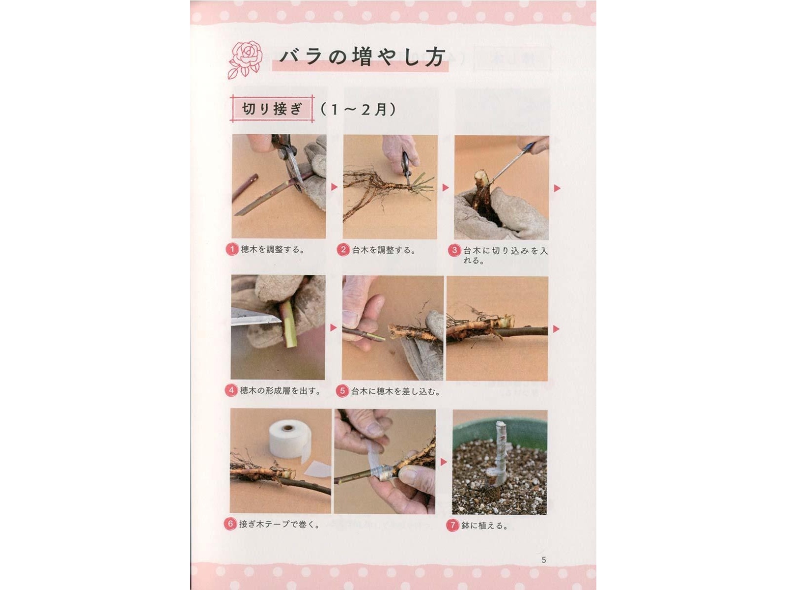 PHP研究所 美しさに差が出る！「一枚上手」のバラの咲かせ方 1冊