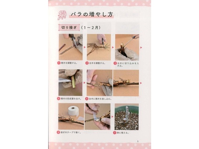 PHP研究所 美しさに差が出る！「一枚上手」のバラの咲かせ方 1冊