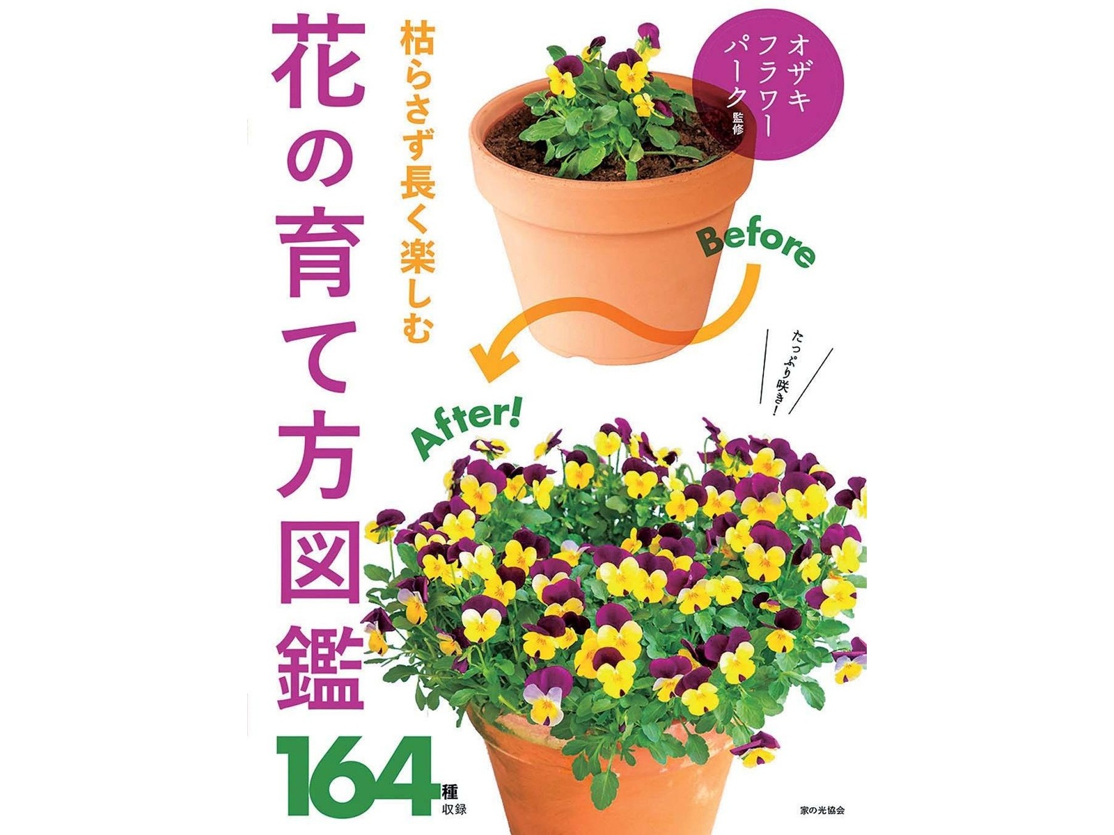 さ401 植木鉢 荒れ果てた今現在の私の庭|初めてのデーサービス : さ401 植木鉢 荒れ果てた今現在の私の庭|初めてのデーサービス :