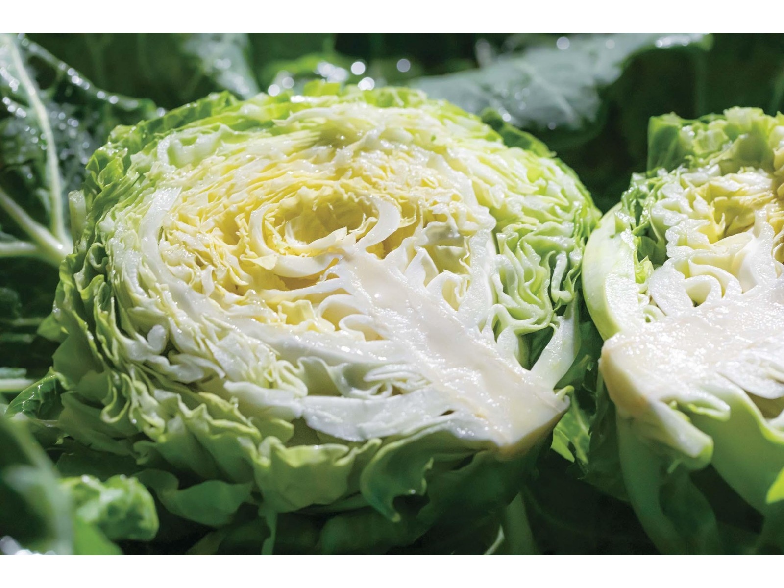 きゃべつん  キャベツ】F1 稜山7 (THY129)〔トーホク交配〕 | 野菜・草花の種苗の