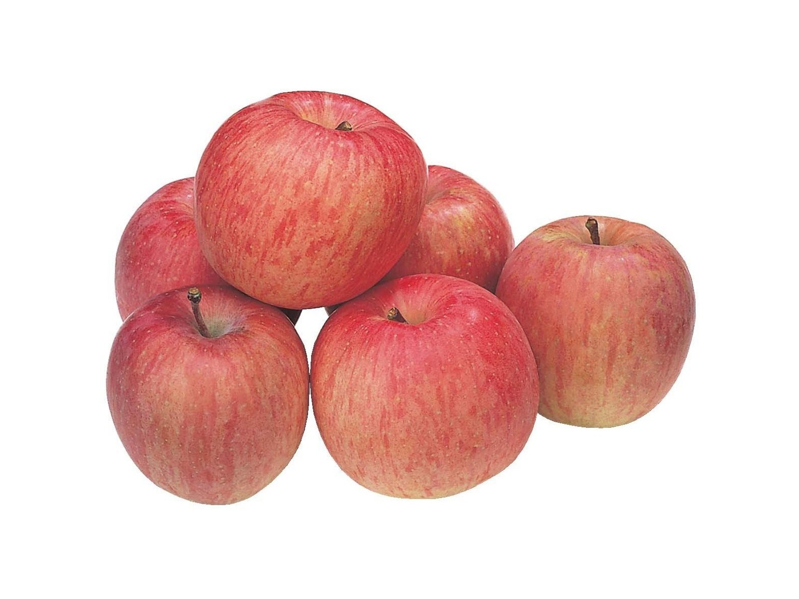 りんご wanisun market / 加工用りんご☆さんふじ6kgover‼︎