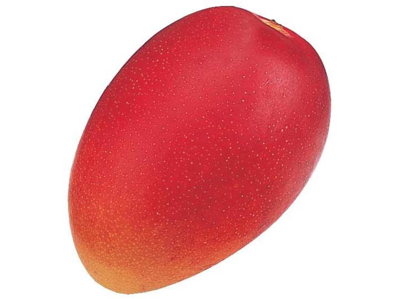マンゴー+摘果 /16.9 kg including box 宮崎県産摘果マンゴー 10kg （宮崎特産品 「訳あり」宮崎県産