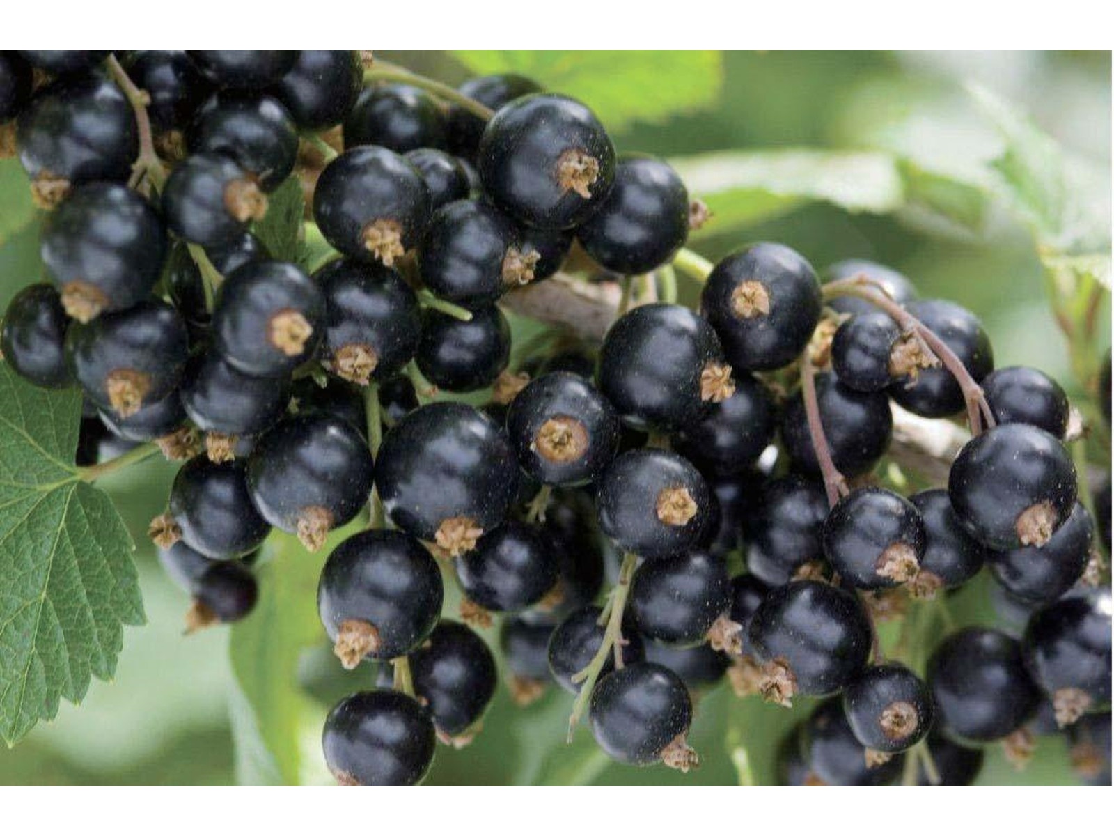 クリストフル　ブルーベリー　落ち葉　フランス　特大コンポート 1bn64.jpg?fitin=272:272