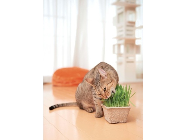 エイムクリエイツ グリーンラボ 犬と猫が好きな草の栽培セット 1