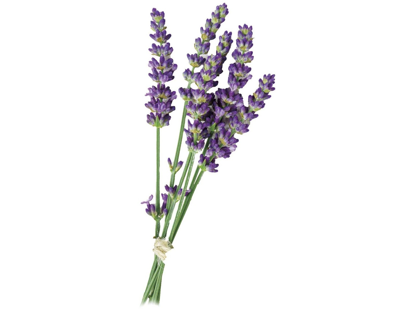 ラベンダーの練り香水 5g| コープこうべネット