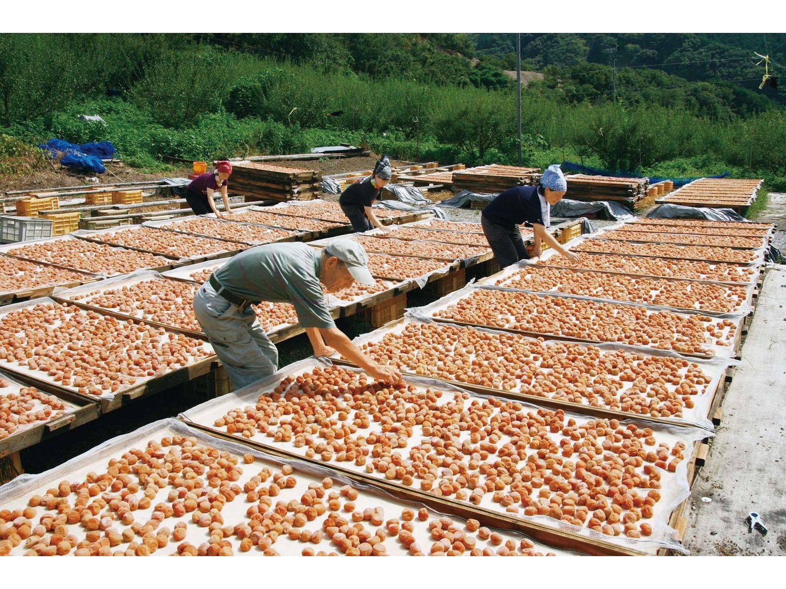 岩田食品 紀州南高梅つぶれ梅しそ風味 270g| コープこうべネット