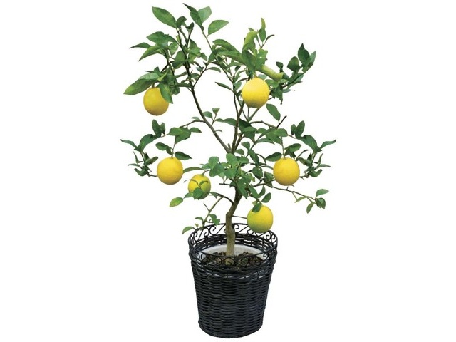 サングリーン企画 四季成りレモン 1株| コープこうべネット