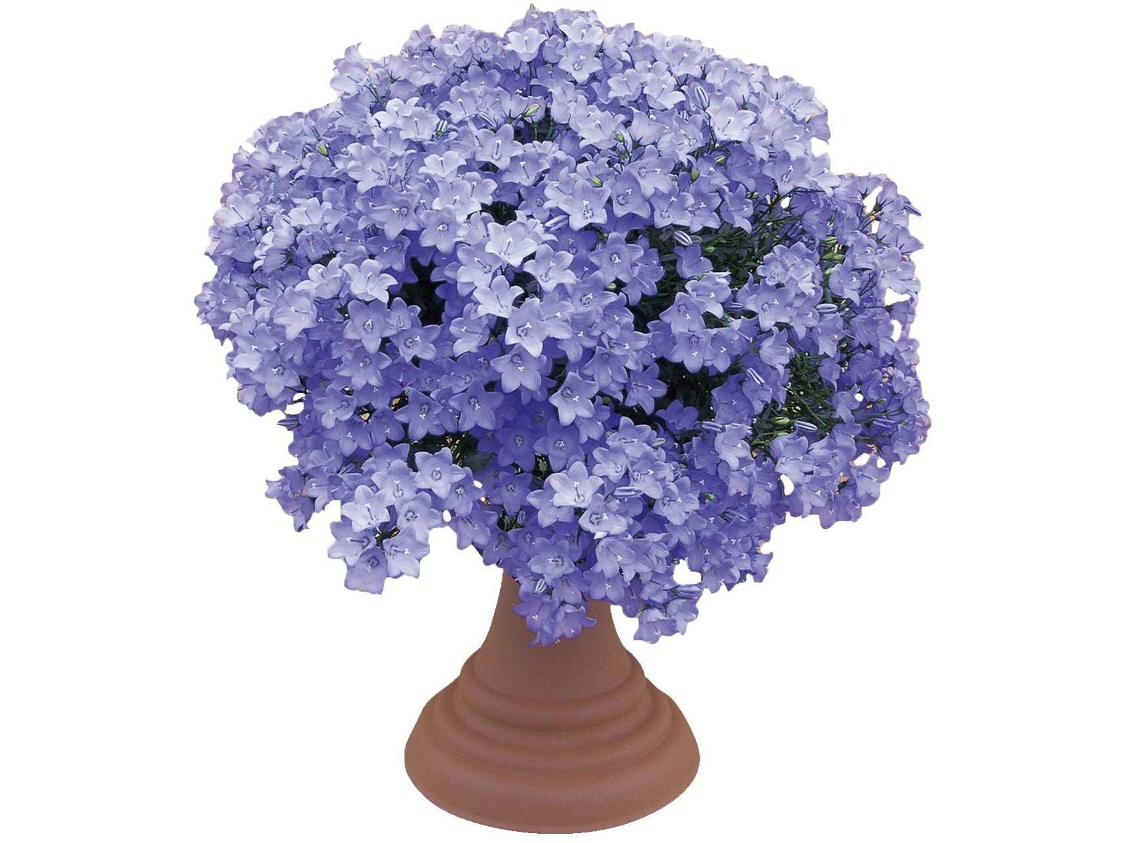 サングリーン企画 カンパニュラ メリーベル 1株| コープこうべネット