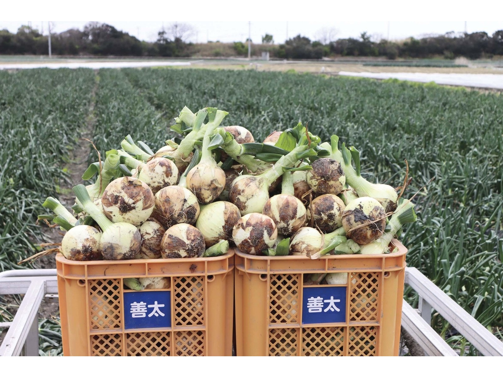 Mt Carpa グラスフェッド (453g x3本) ヤギミルク オンライン限定】KARASHI(カラシ) ミユキメダカ ルアー