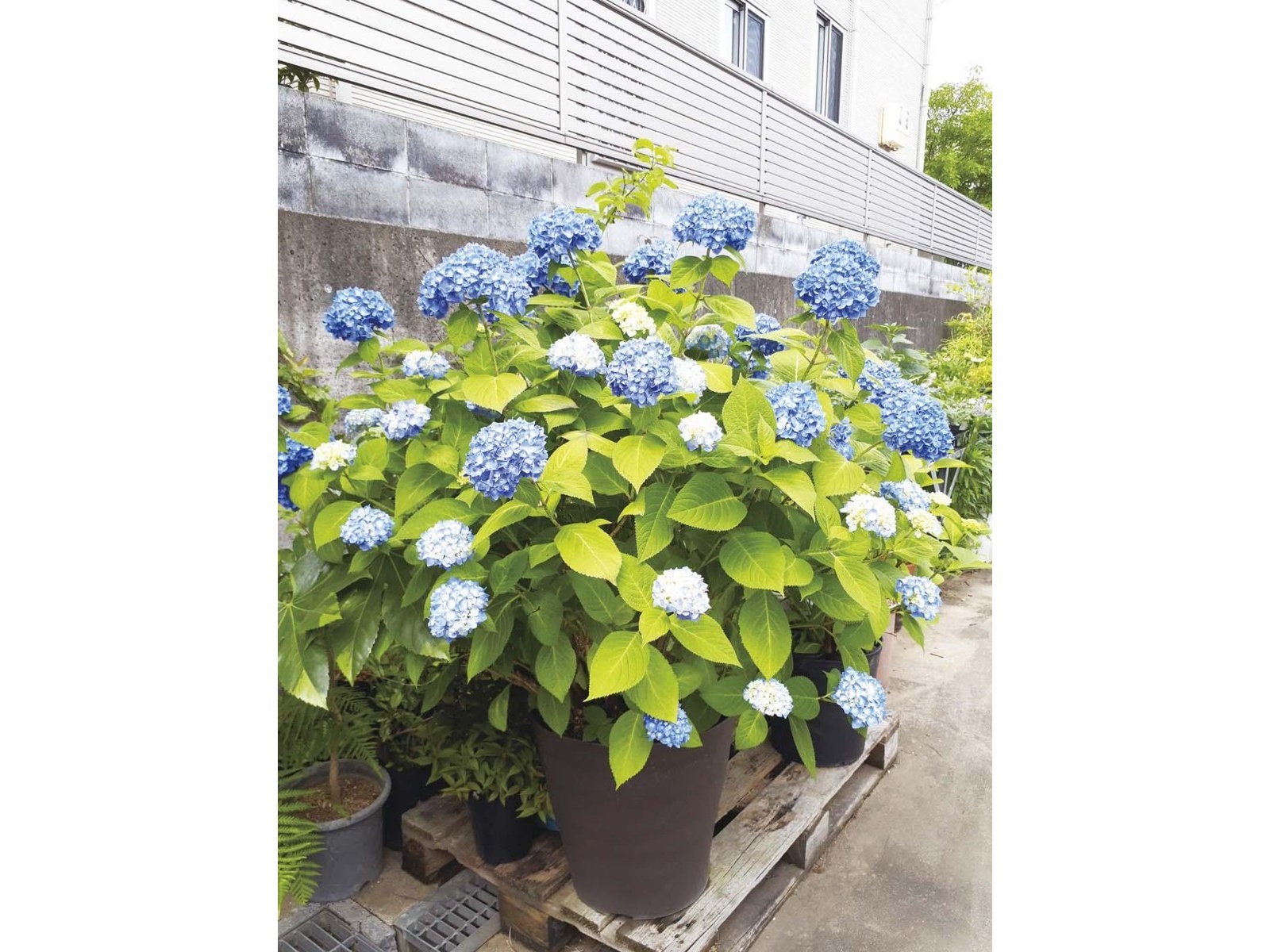 サングリーン企画 四季咲きアジサイ ブルーマジック 1株| コープこうべ