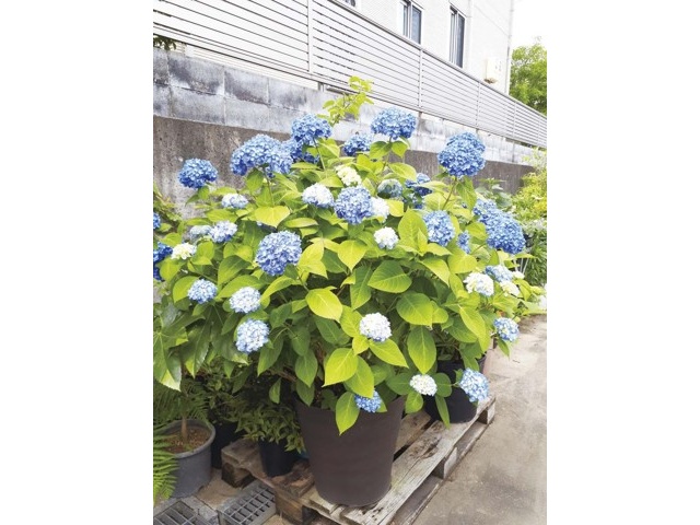 サングリーン企画 四季咲きアジサイ ブルーマジック 1株| コープこうべ