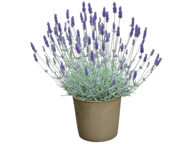 サングリーン企画 夏に強いラベンダー シルバーサンド 1株| コープ