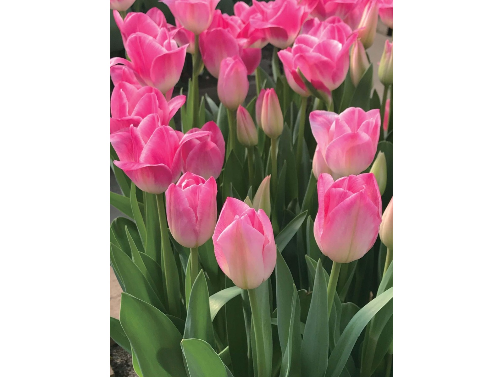 チューリップ サングリーン企画 チューリップ メンフィス 4球| コープこうべネット