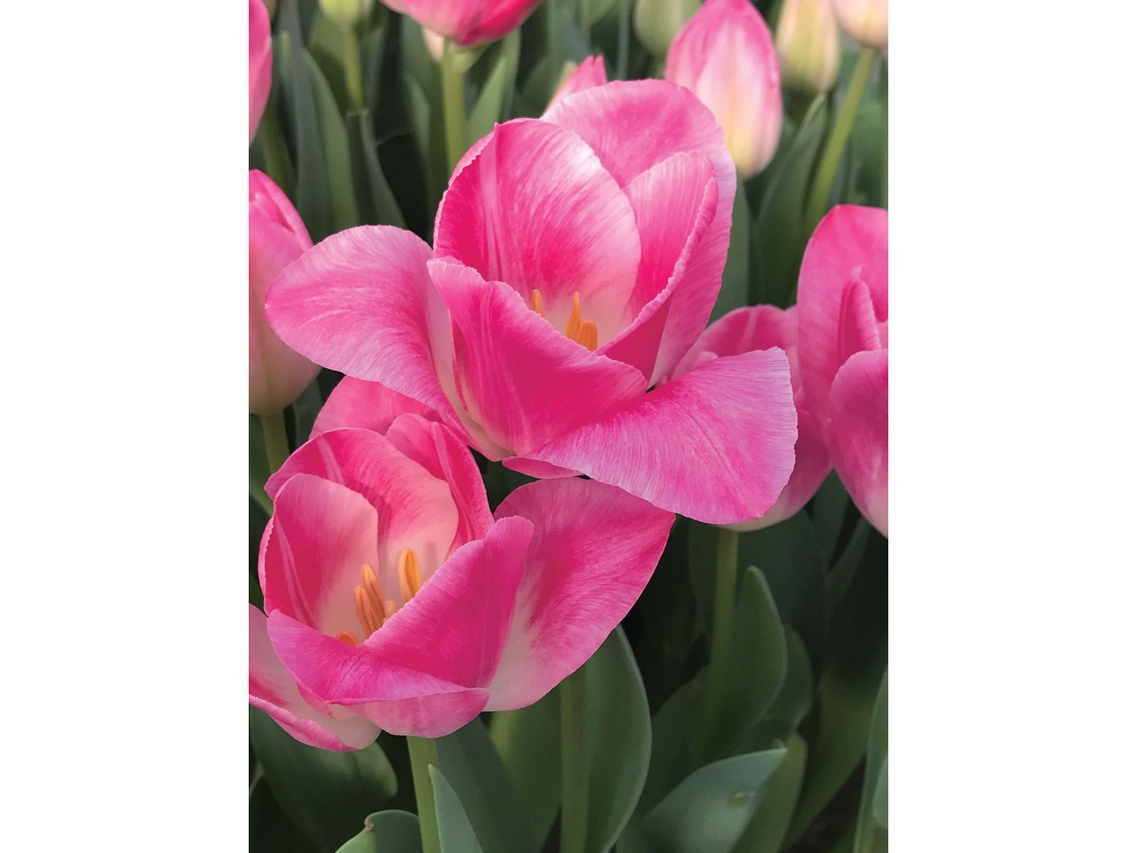 チューリップ サングリーン企画 チューリップ メンフィス 4球| コープこうべネット