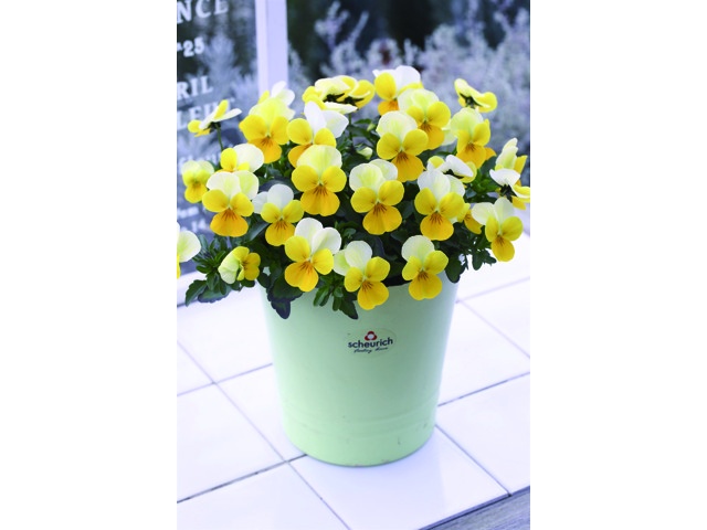 サングリーン企画 ビオラ フローラルパワー イエロービーコン 2株