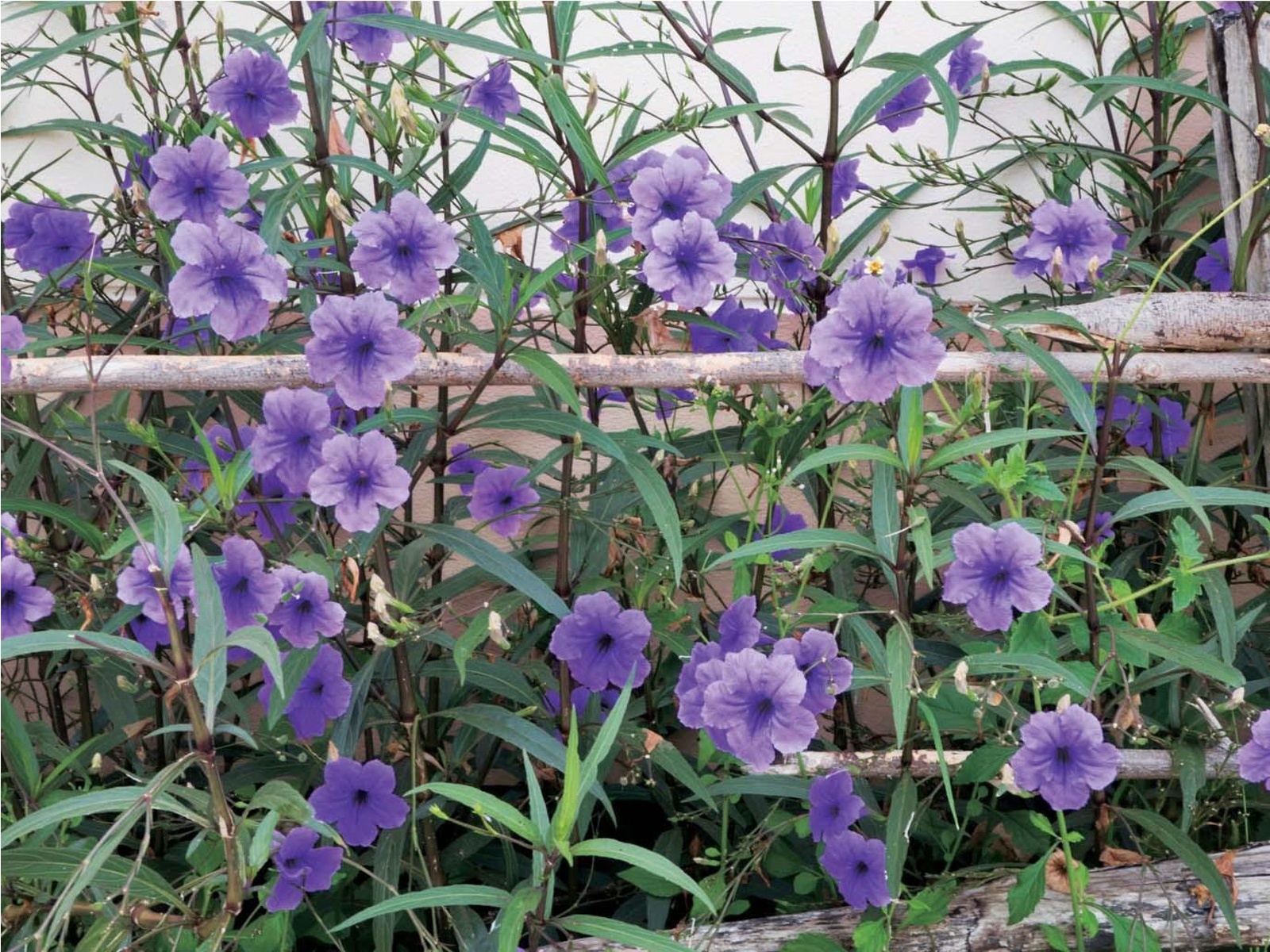 天然 和田玉 青海産 帝王紫 細め バングル 蒔絵 和田玉の帝王紫、6mm珠