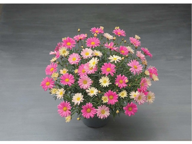 サングリーン企画 マーガレット スマッシュピンクアンドレモン 2