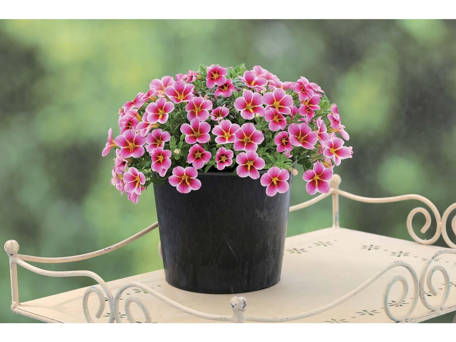 サングリーン企画 カリブラコア レイヴピンクバルバトス 1株| コープ