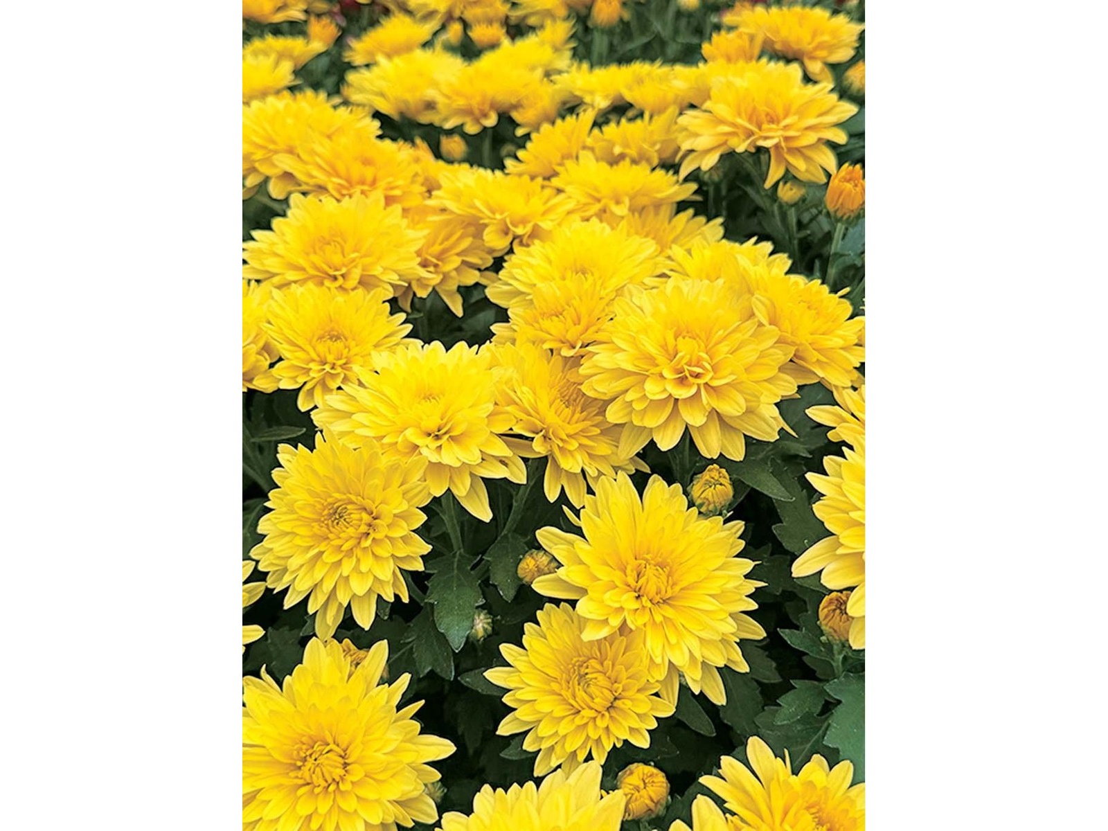 サングリーン企画 八重咲オランダ菊 レッド＆イエロー 2色2株 | コープ