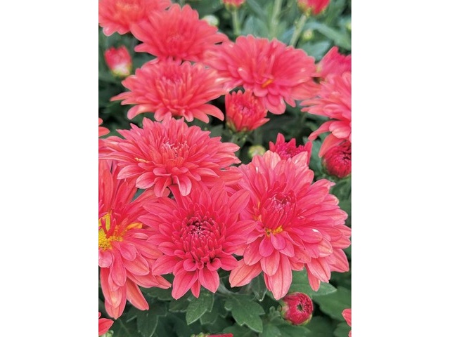 菊花2 739-NKI996.jpg?1