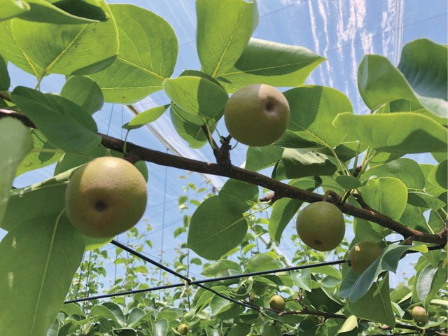 カゴメ 野菜生活100栃木にっこり梨ミックス 195ml×12本組