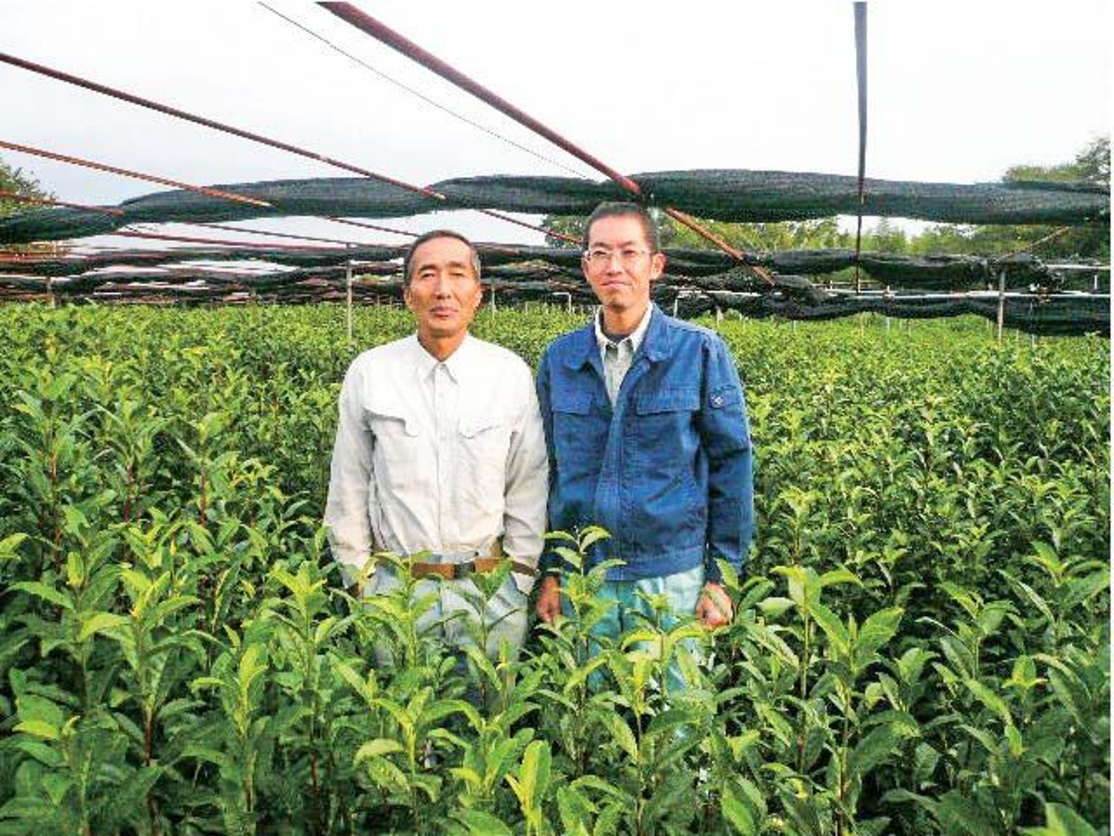 森半 京都 手摘み抹茶（新茶） 30g（缶）| コープこうべネット