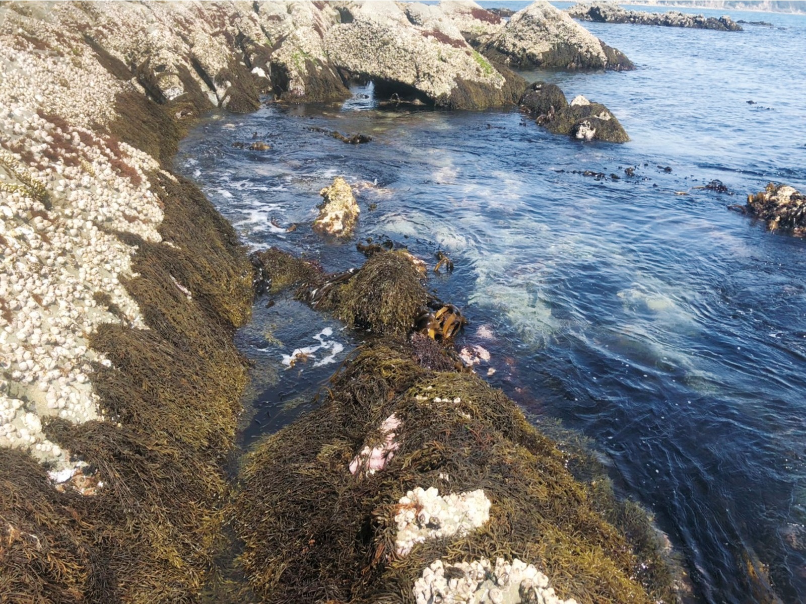 北村物産 淡路島産芽ひじき 18g| コープこうべネット