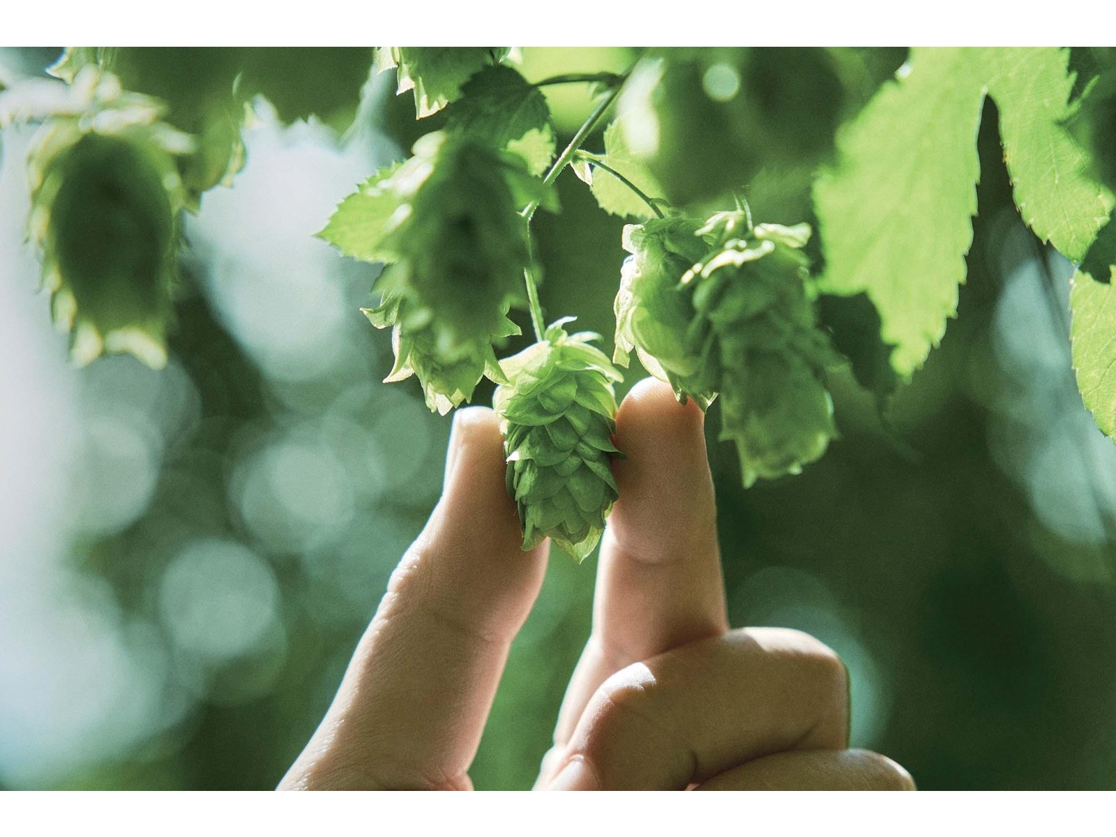 サッポロ SORACHI 1984 350ml×4缶組| コープこうべネット