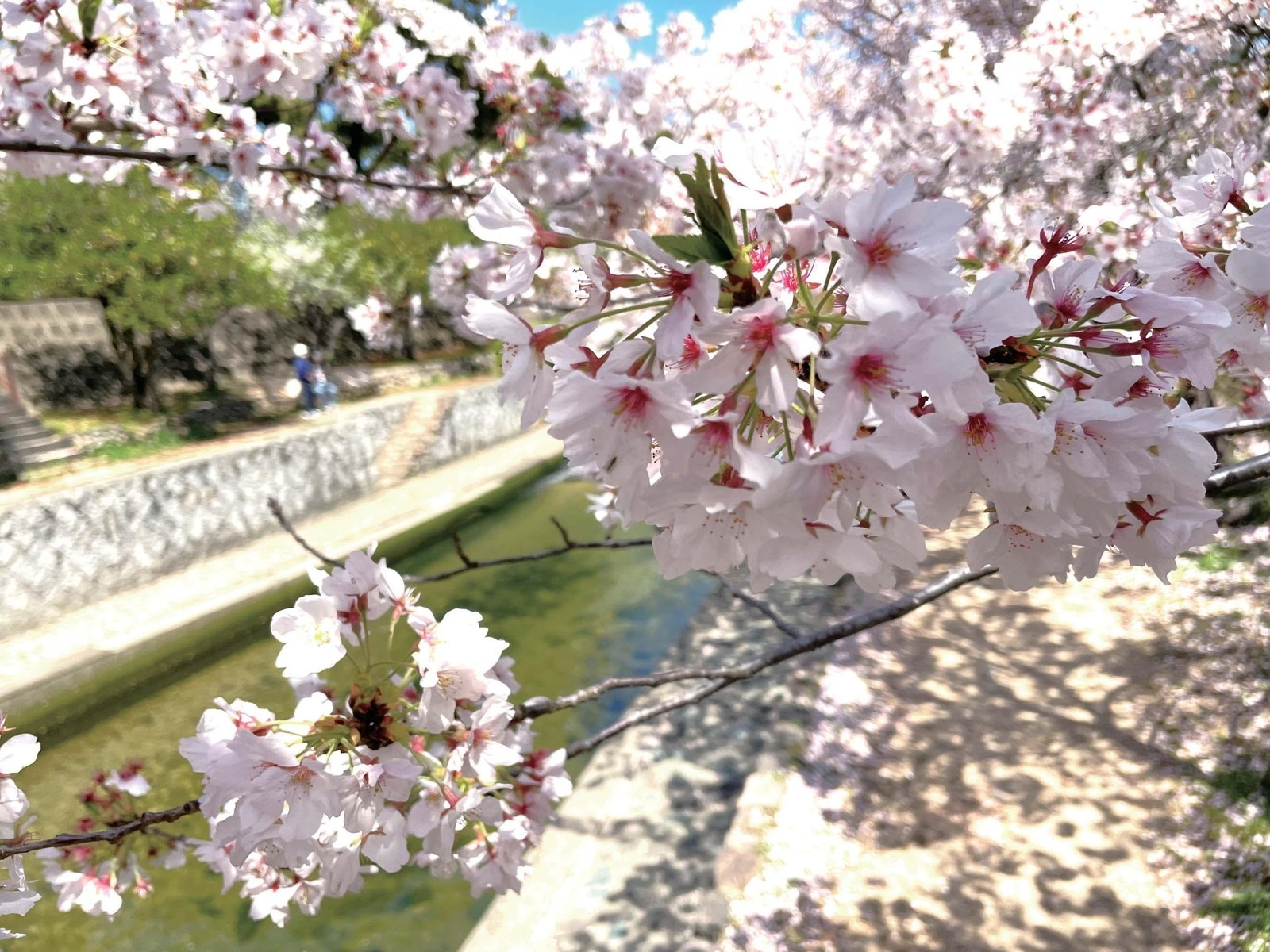 キムチ用冷蔵庫　 ピンク花柄 ホワイト 辰馬本家酒造 黒松白鹿 花ひらく 純米生酒 もち四段仕込 720ml（瓶