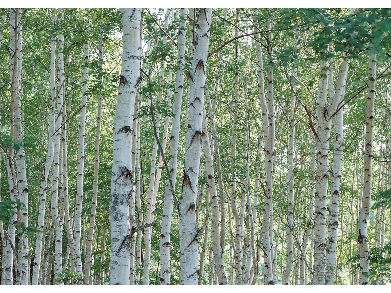 CO・OP 北海道のつま楊枝 約380本入×2コ組| コープこうべネット