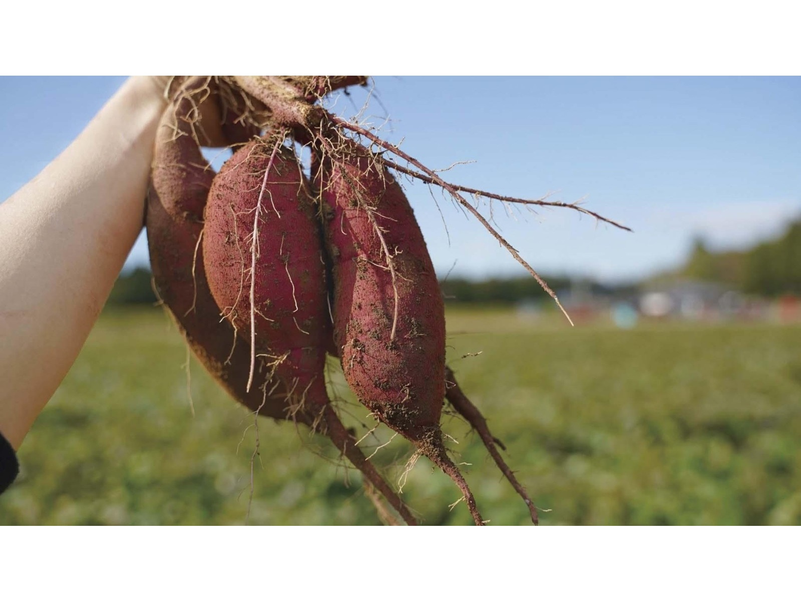 CO・OP 紅まさりを使った大学いも 170g| コープこうべネット