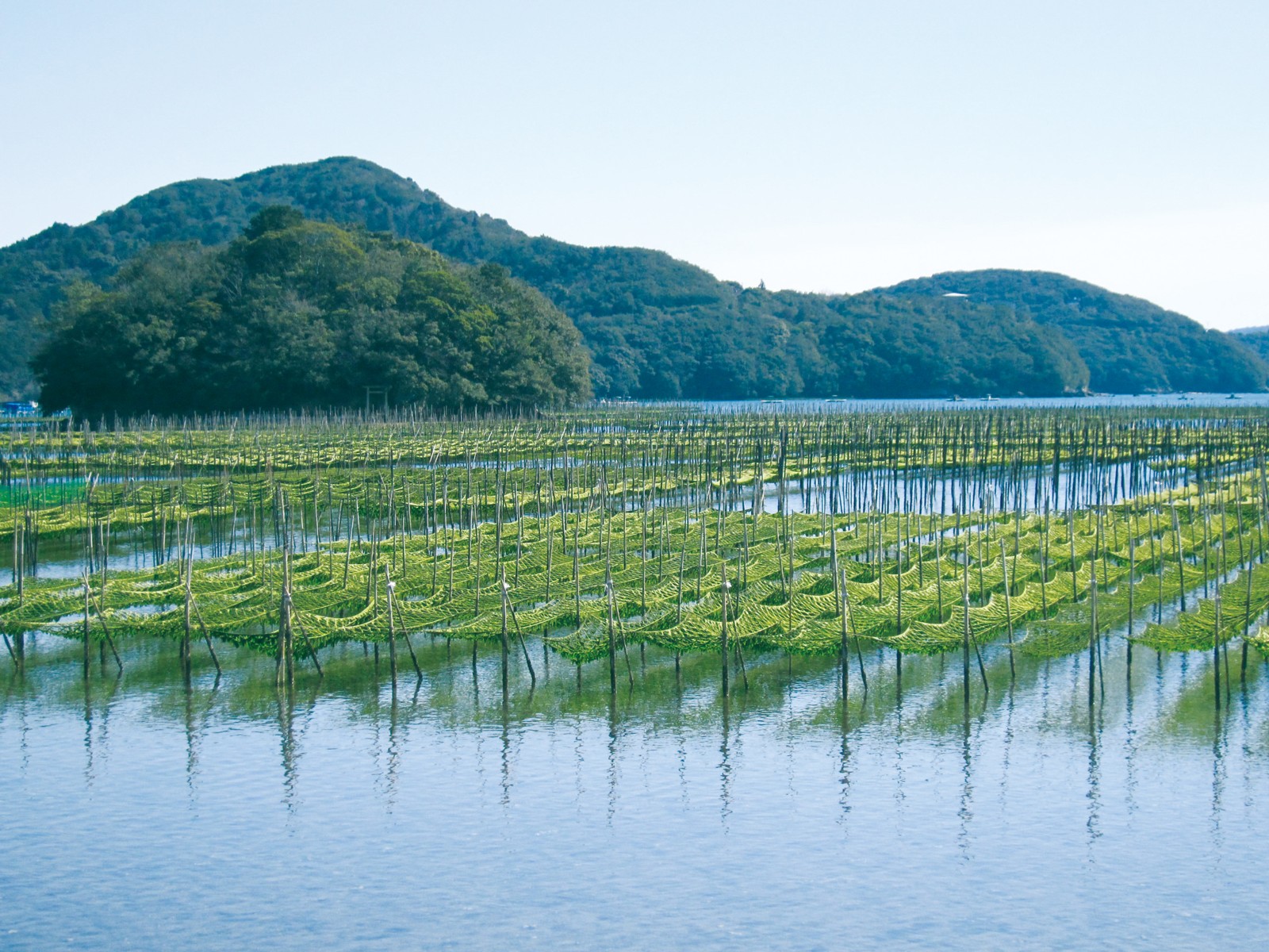 あおのりちゃん☆オーダー専用/ご確認ページ☆プリザ(クリア)2個/くりぬきハート あおのりちゃん☆オーダー専用/ご確認ページ☆プリザ(クリア)2個