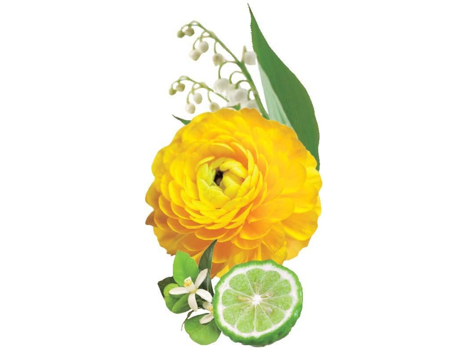 CO・OP アロマ柔軟剤Lalafuwa(ララフワ)シャインフローラルの