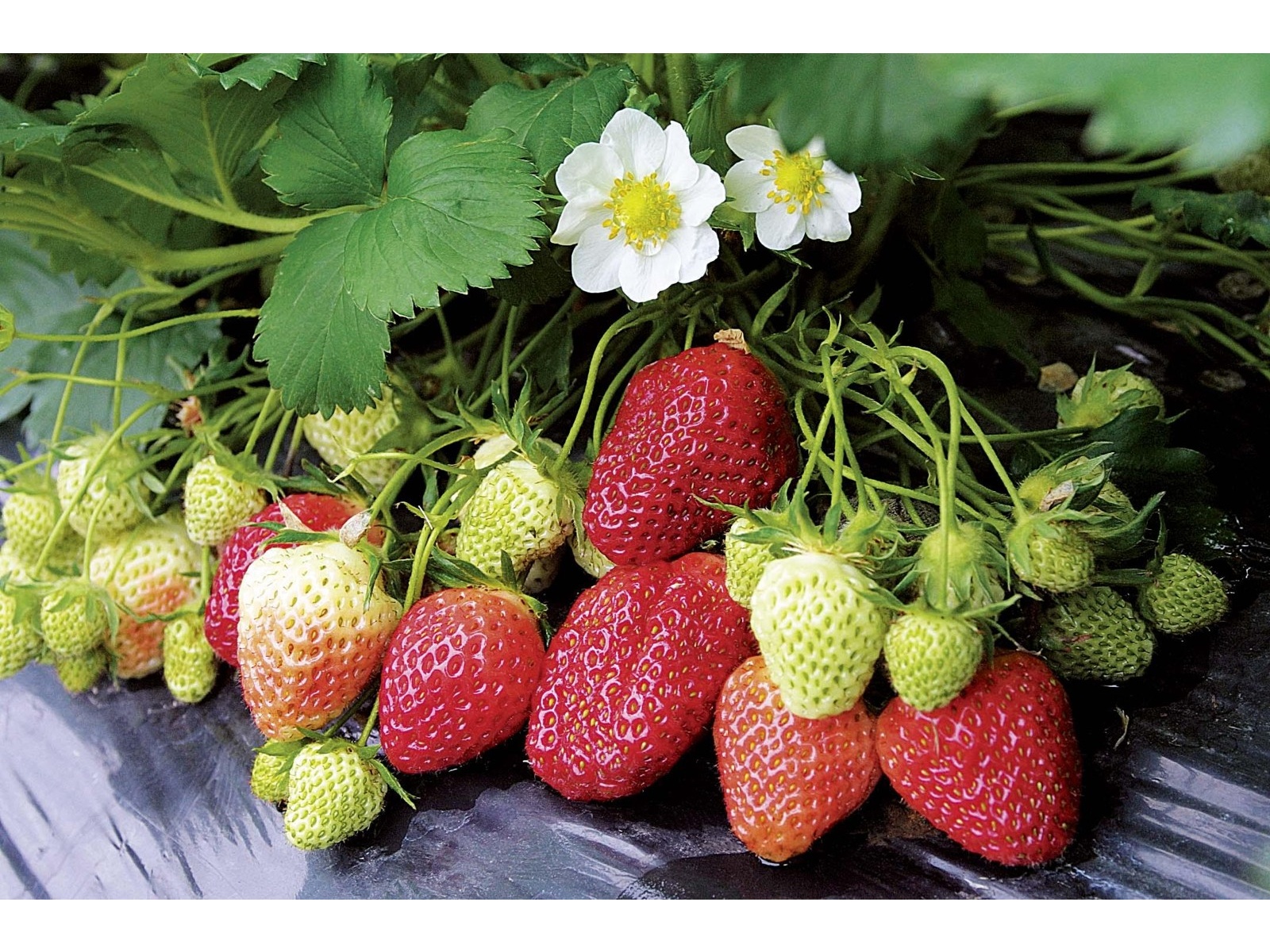 CO・OP 日本の苺ジャム 195g| コープこうべネット