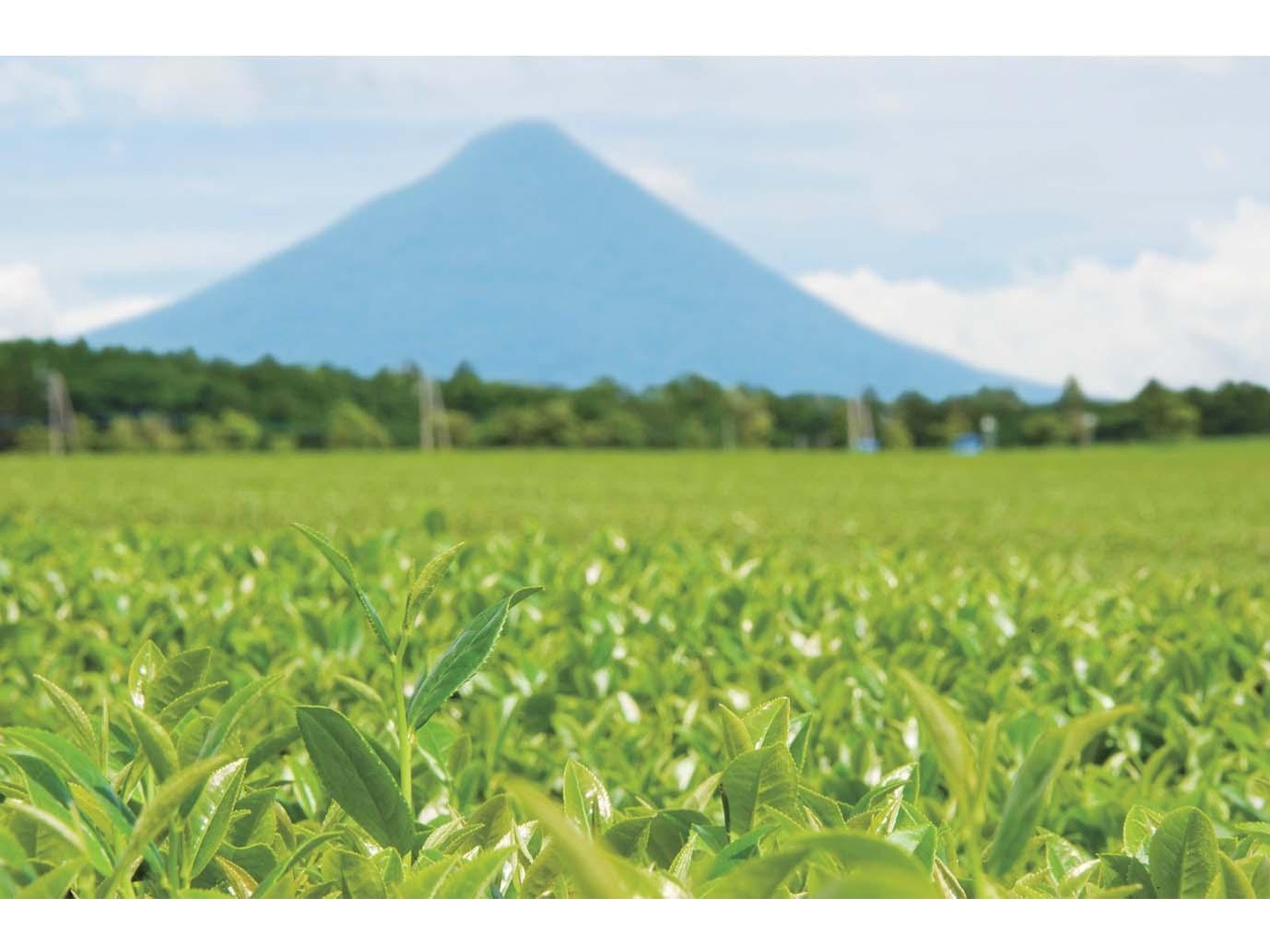 CO・OP 一番摘み知覧茶 100g | コープこうべネット