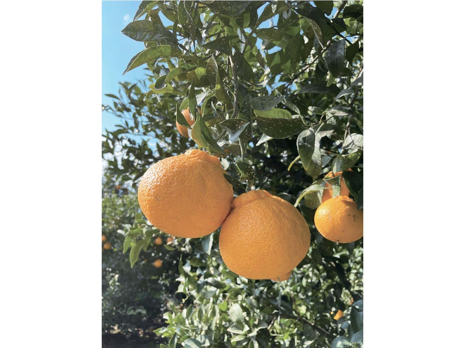 CO・OP 1個分のデコポン入りました 1箱(125ml×12本入)| コープこうべネット