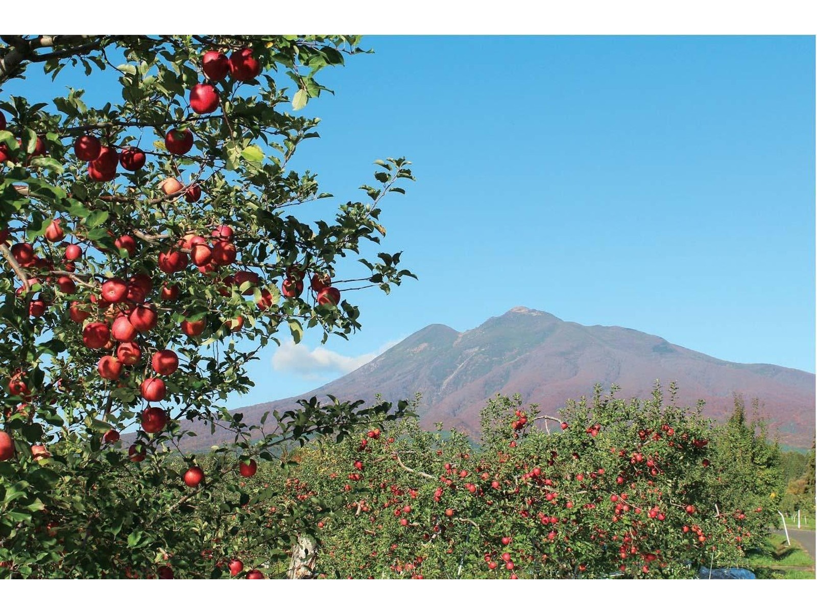 コープこうべ さわやかりんご津軽産 1箱(160g×30缶入)| コープこうべネット