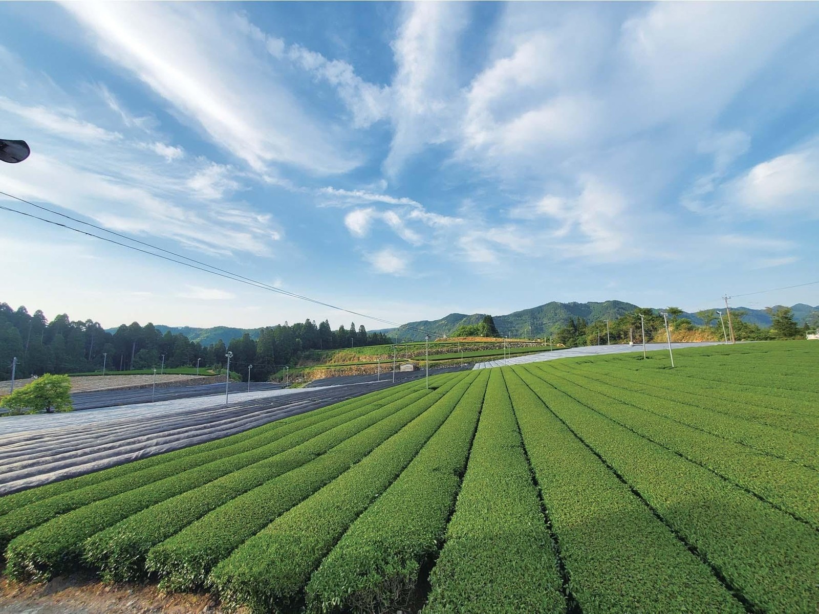 コープこうべ 八女抹茶入り煎茶ティーバッグ 2g×28袋入| コープこうべ