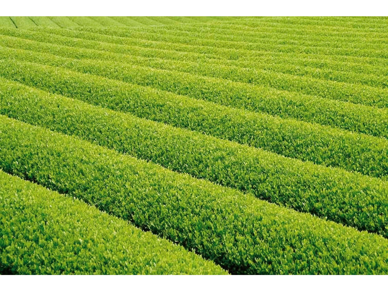 丸富製紙 ペンギンティーフラボンダブル(2枚重ね) 1袋（35m×12ロール