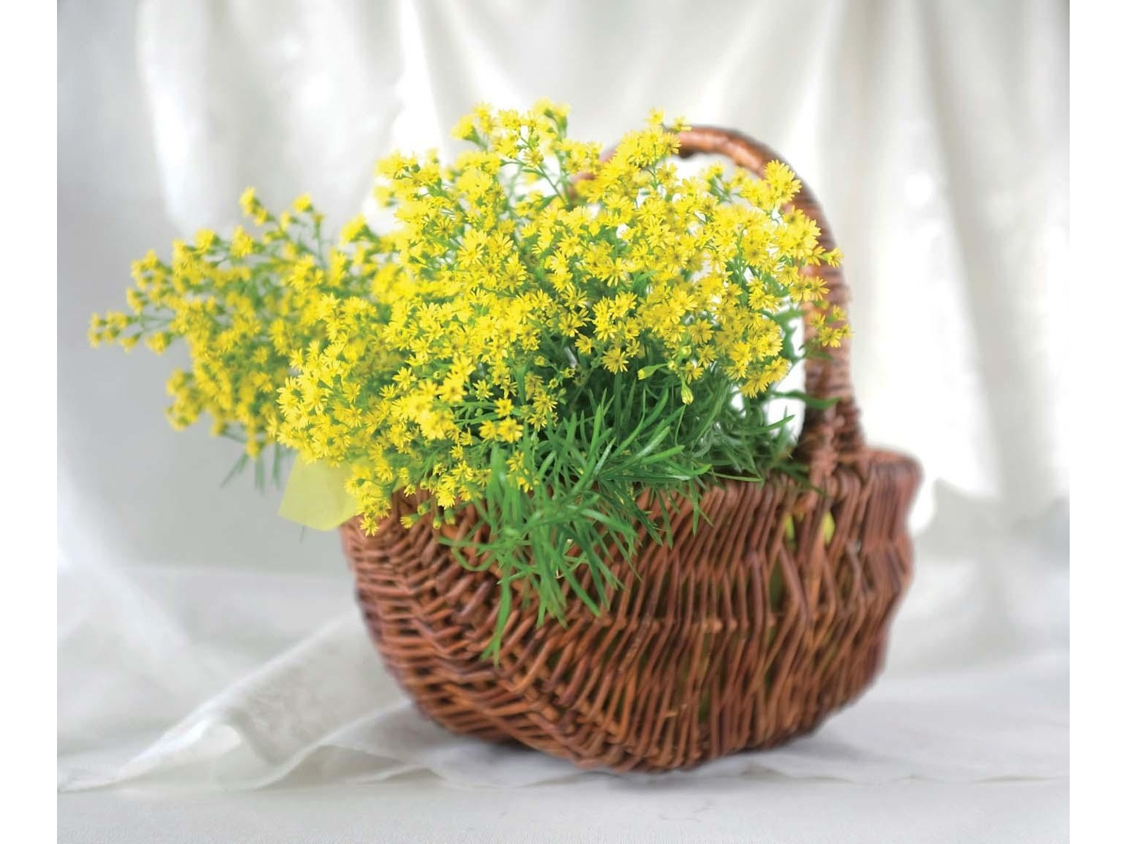 花の大和 ソリダスター 2株| コープこうべネット