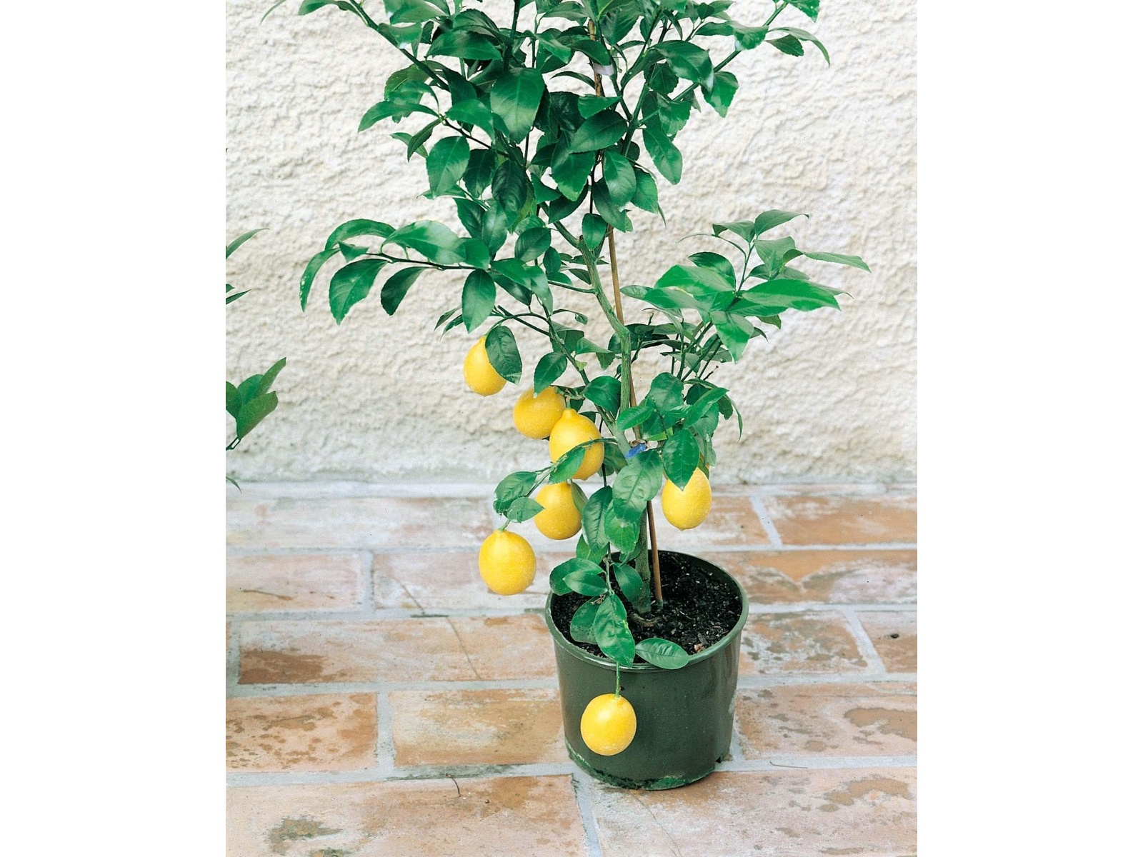 レモン　紅ぷり4kg+媛小春4kgぐるりん kokusan_lemon4kg_1.jpg