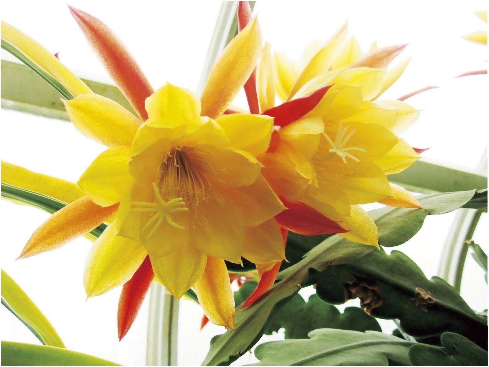 孔雀サボテン港まつり 孔雀サボテン港まつり - メルカリ