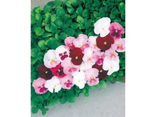 宿根コスモス類問い合わせ Amazon | 福花園種苗 コスモス種子(景観用センセイションMix