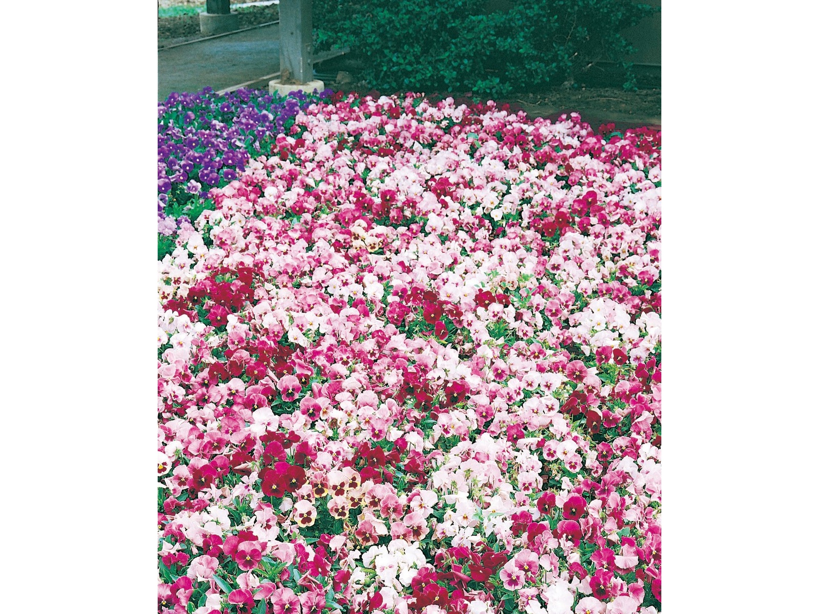 大判 162×262 クリーム縁取り ストロベリー草花 トルコヴィンテージ