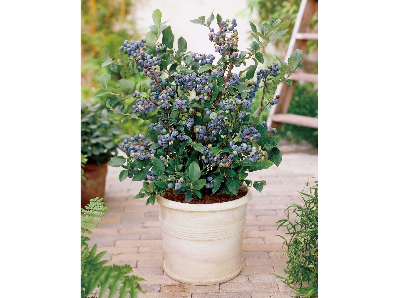 花の大和 一本でも実のなるブルーベリー(大株苗) 1ポット| コープ